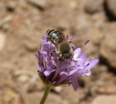 Image of Mediterranean Wood-boring Bee