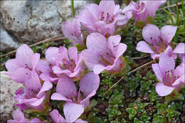 Image of purple mountain saxifrage