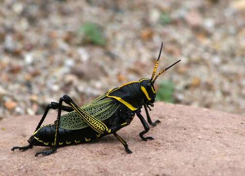 Image of Lubber Grasshoppers