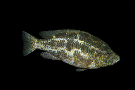 Imagem de Nimbochromis polystigma (Regan 1922)