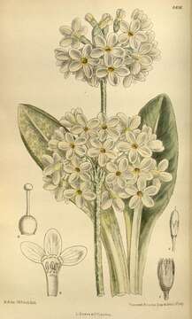 Image of Primula chionantha I. B. Balf. & Forrest