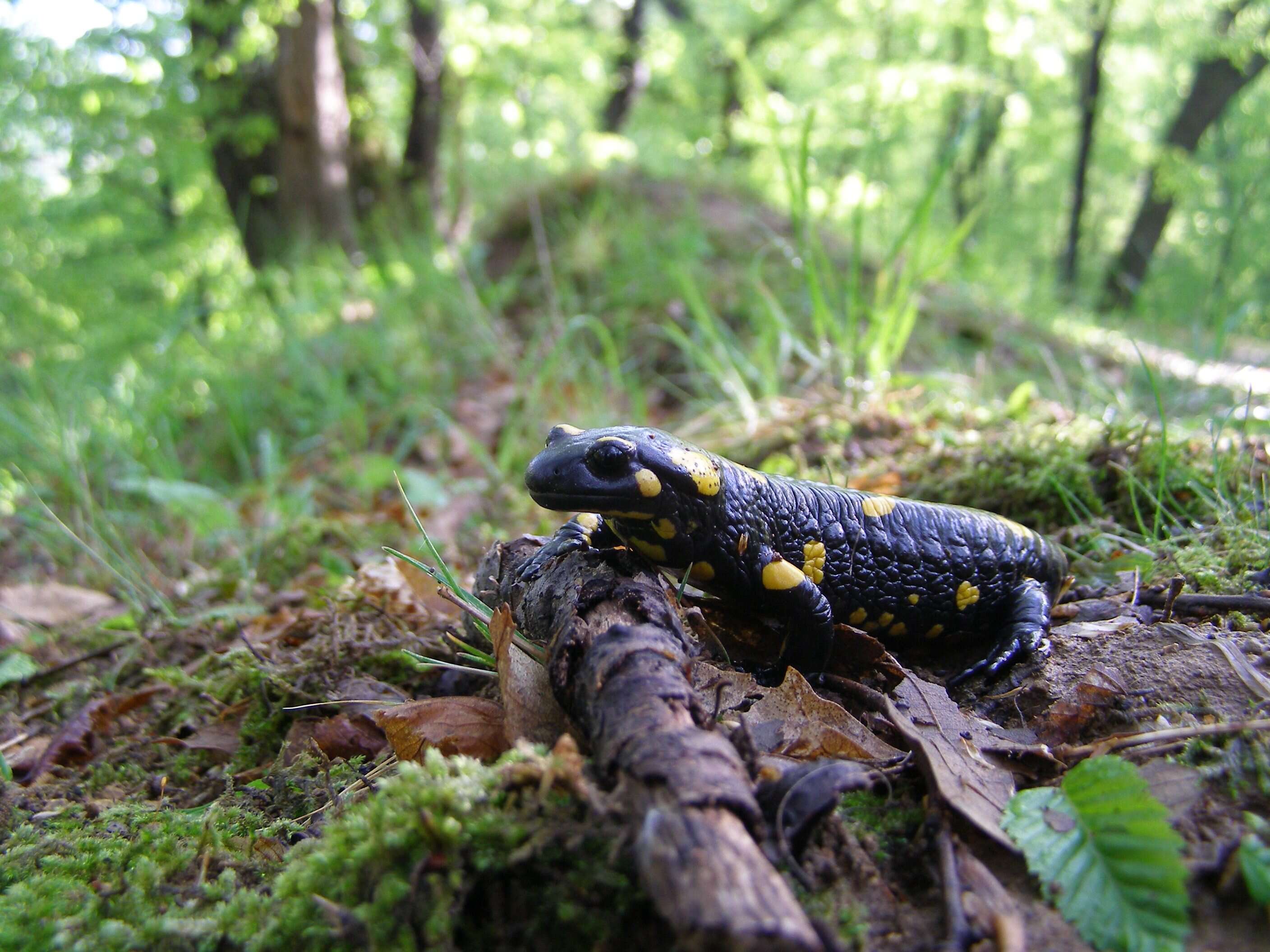 Image of Common Fire Salamander