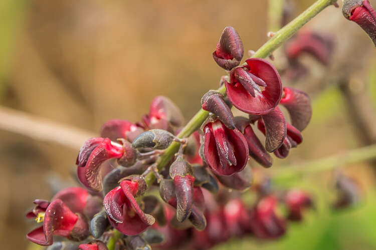 Image of Lonchocarpus velutinus Benth.