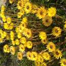 Image of Xerochrysum alpinum Paul G. Wilson