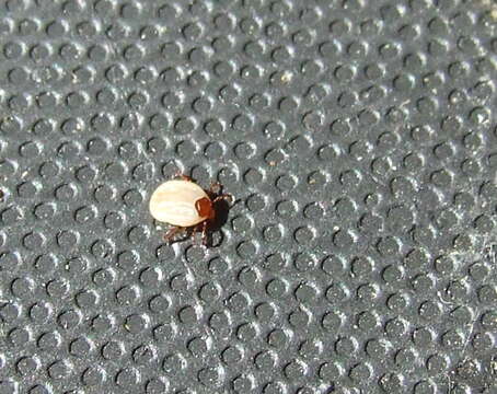 Image of hard ticks