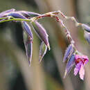 Sivun Thalia geniculata L. kuva