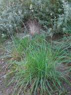 Image of Cocksfoot or Orchard Grass