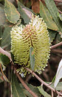 Image of Banksia oblongifolia Cav.