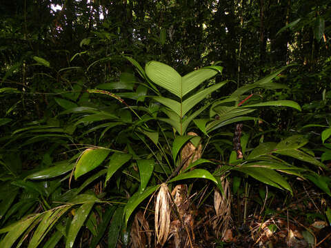 Image of Geonoma cuneata H. Wendl. ex Spruce