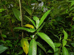 Image of Ficus maxima Mill.