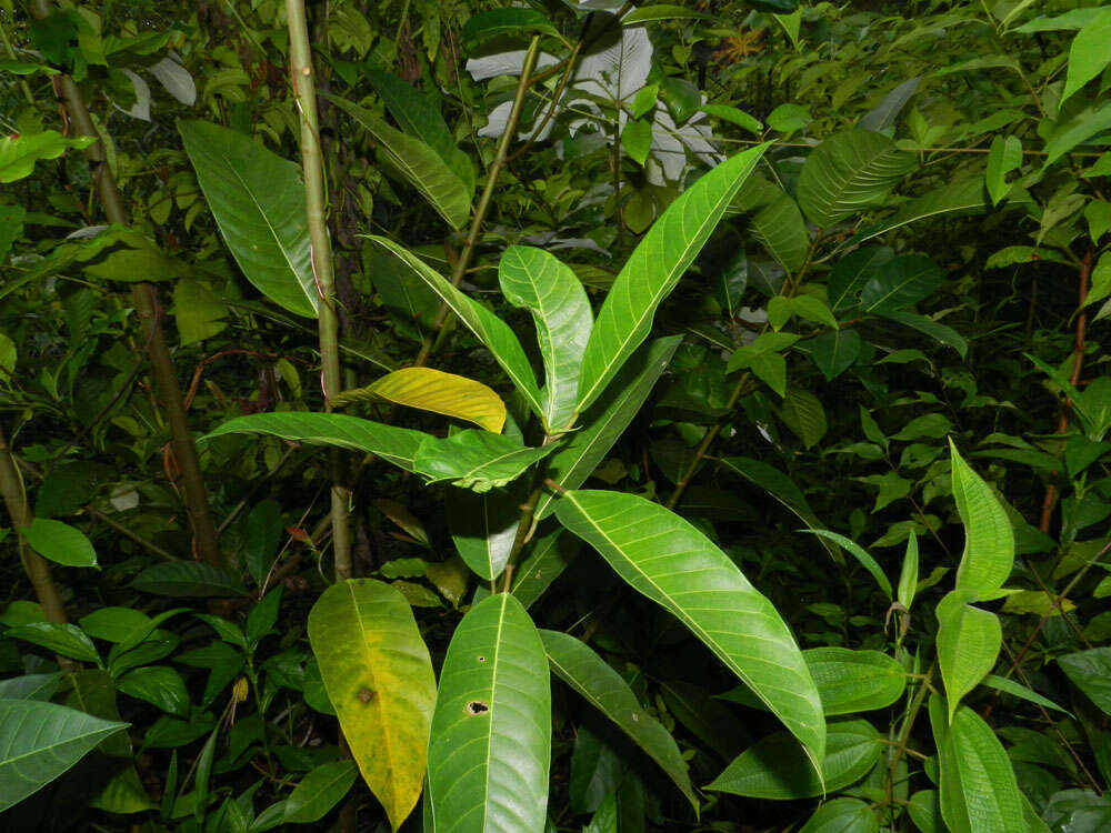 Image of Ficus maxima Mill.