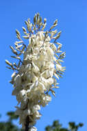 Image of yucca