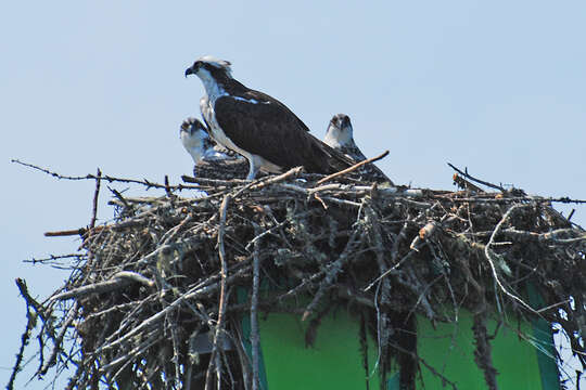 Image of ospreys