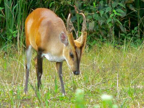 Image of Barking Deer