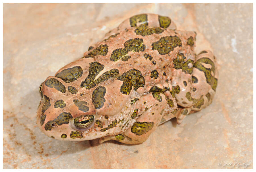 Image of toads