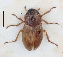 Helophorus (Rhopalohelophorus) laticollis Thomson & C. G. 1853 resmi