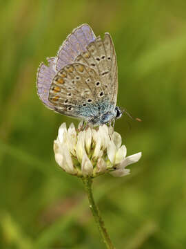 Image of Polyommatus