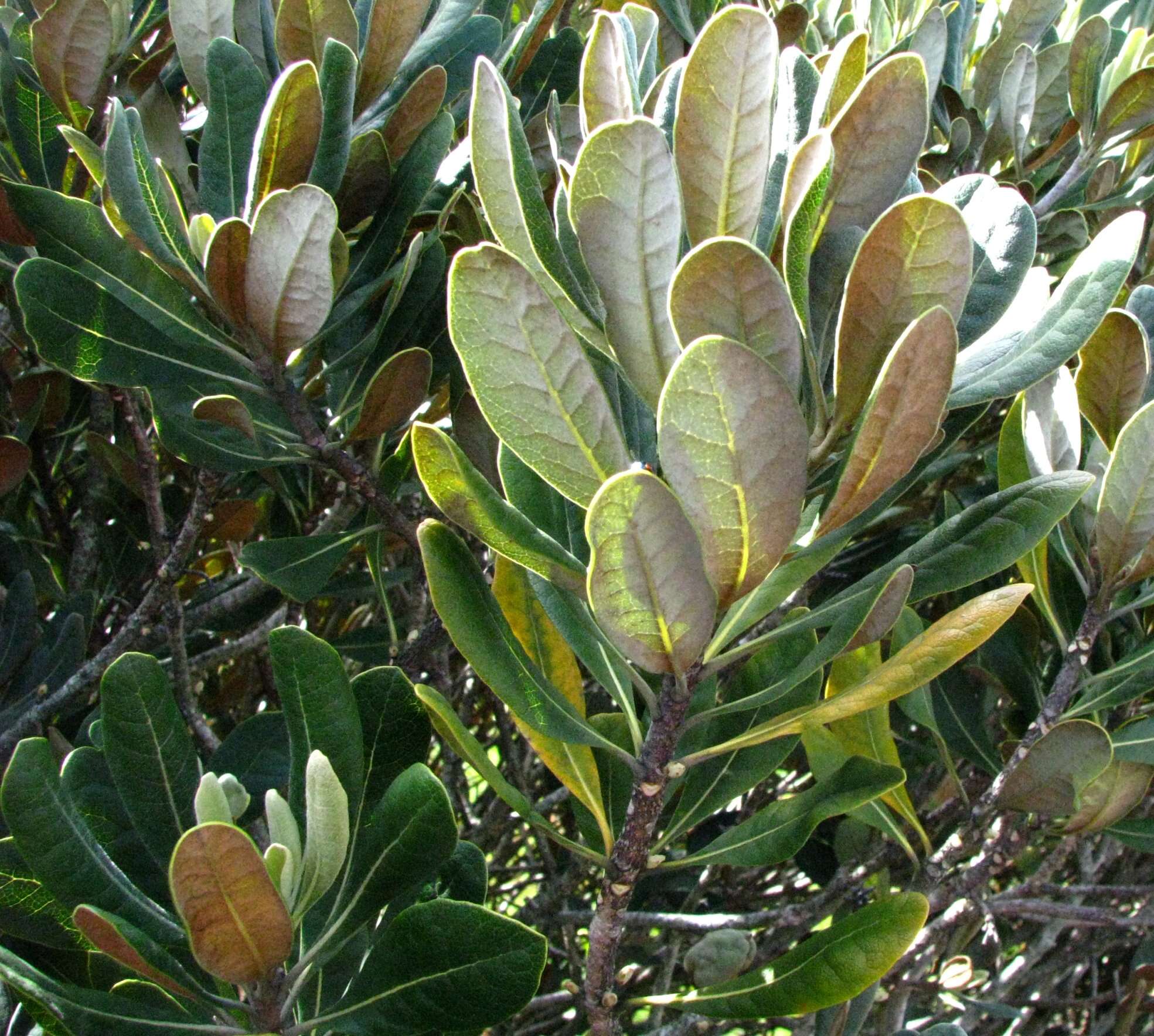 Image de Pittosporum halophilum Rock