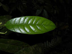 Image of Pubescent Sorocea (tree)