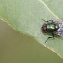 Image of Blow fly