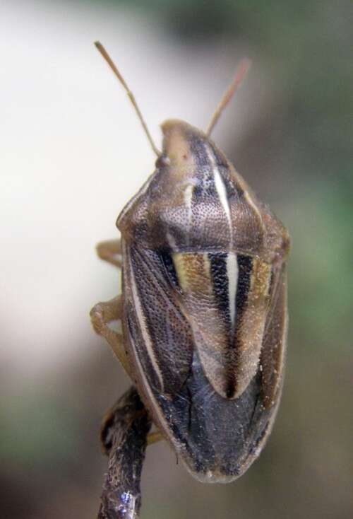 Image of Aelia cognata