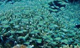 Image of Chromis Fishes