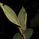 Image of Miconia paleacea Cogn.