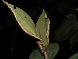 Image of Miconia paleacea Cogn.