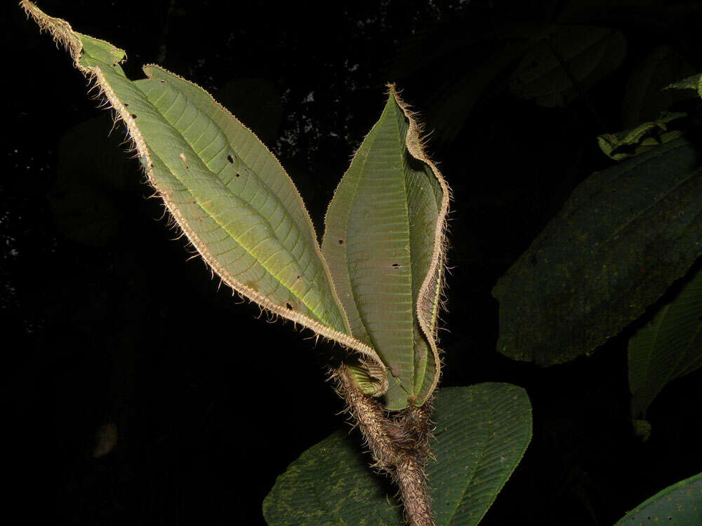 Imagem de Miconia paleacea Cogn.