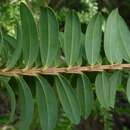 Image of Melaleuca hypericifolia Sm.