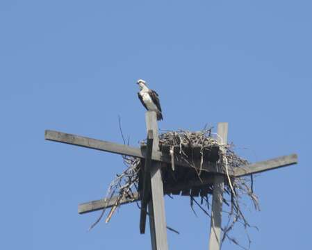 Image of ospreys