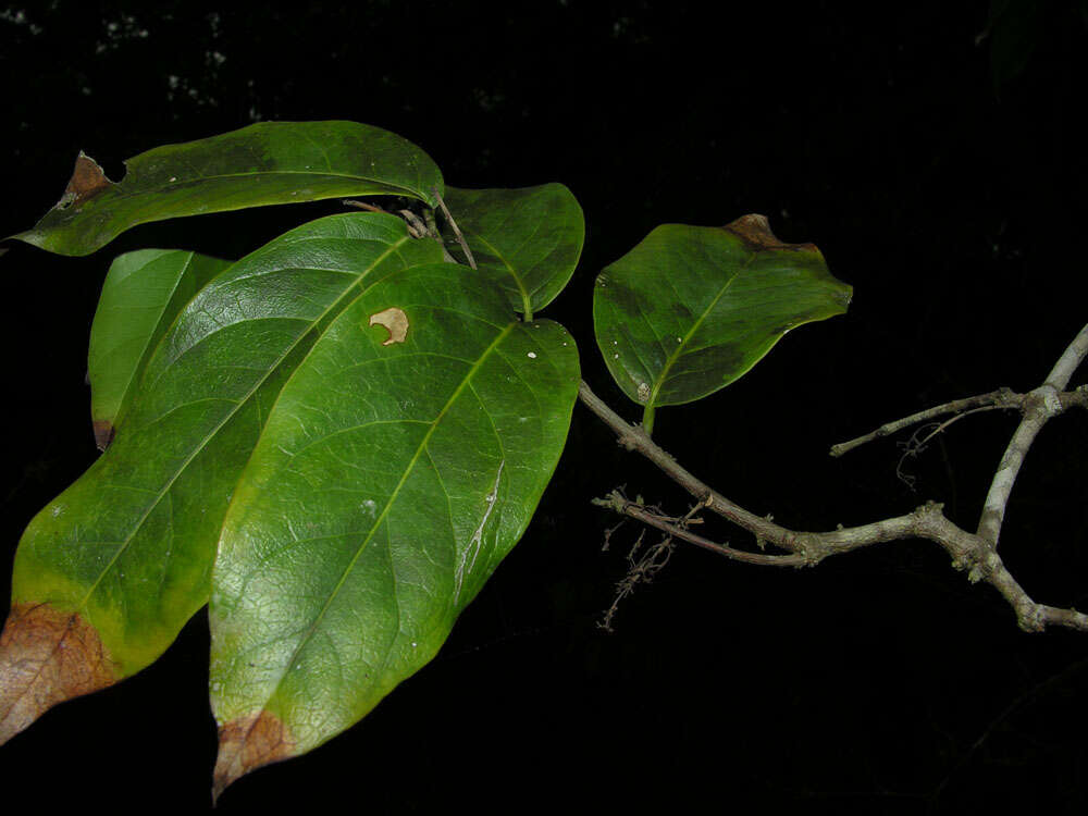 Image of Hylenaea