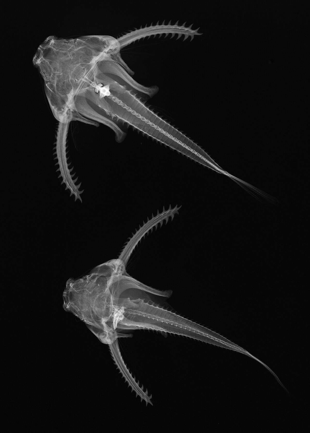 Image of thorny catfishes