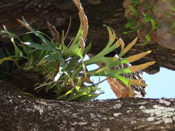 Image of staghorn