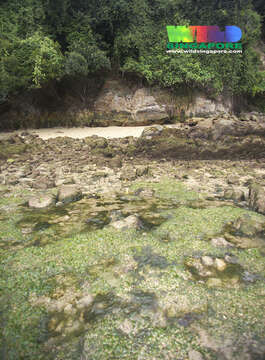 Image of seagrass