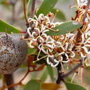 Image of Hakea pandanicarpa R. Br.