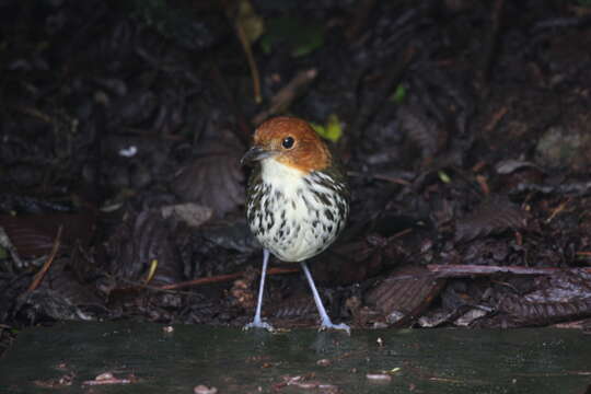 Image of Chestnut-crowned Antpitta