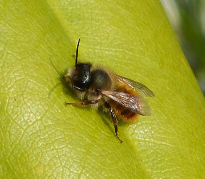 Image of Osmia bicolor (Schrank 1781)