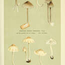 Image of Mycena dissiliens (Fr.) P. Karst. 1879