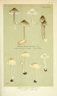 Image of Mycena dissiliens (Fr.) P. Karst. 1879