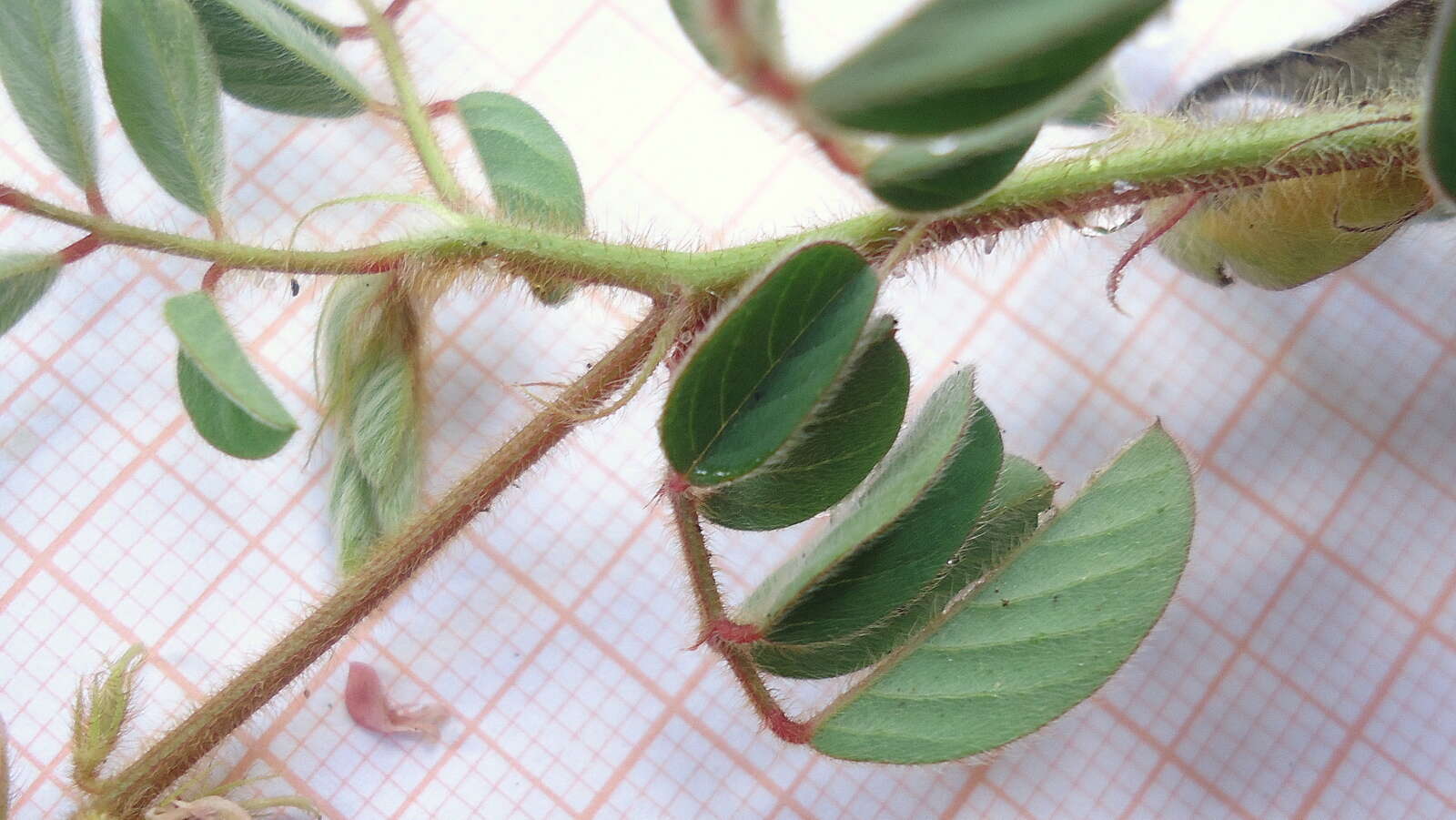 Sivun Indigofera hirsuta L. kuva