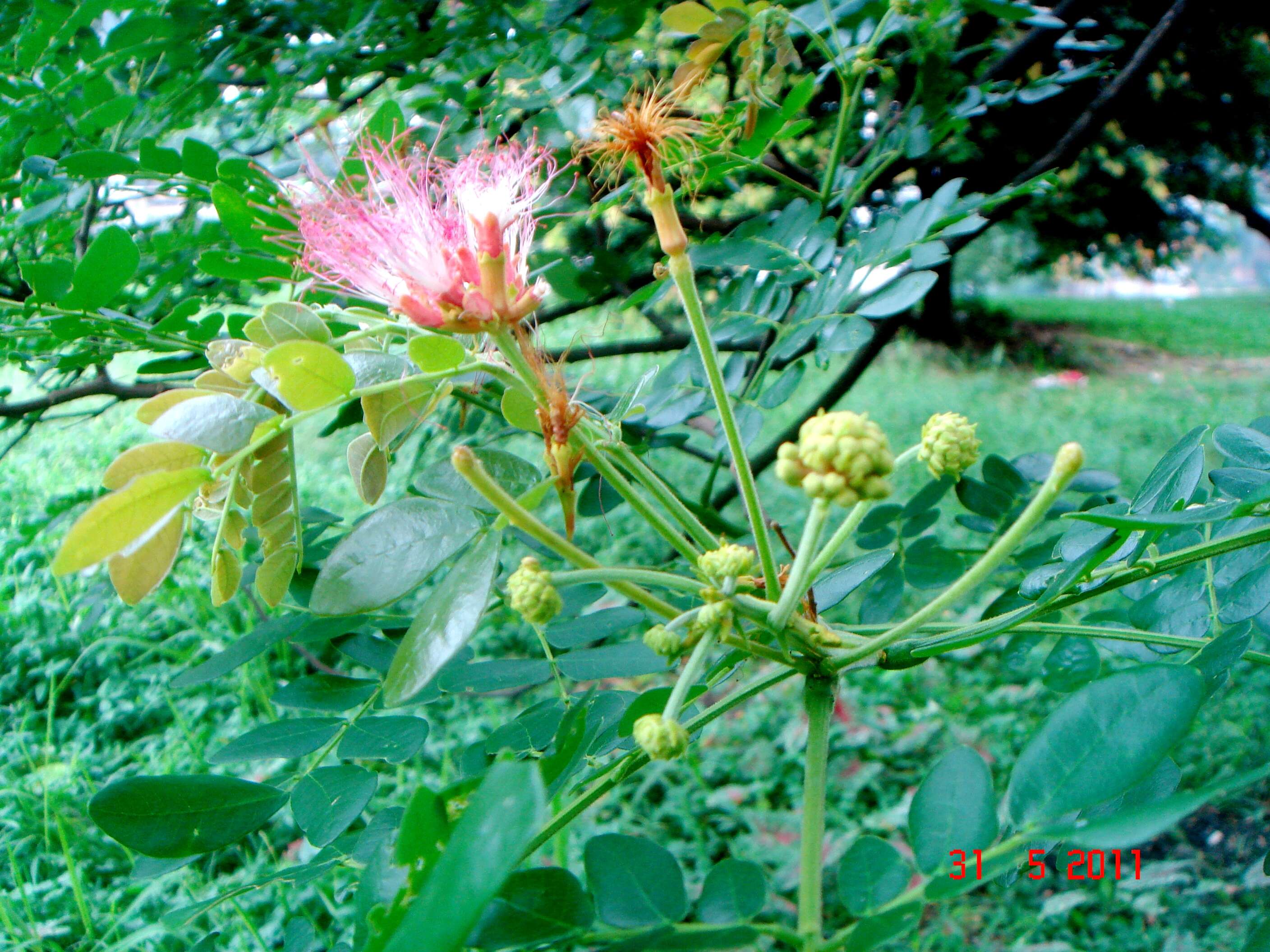 Image of albizia