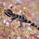 Image of Cardamon Forest Gecko