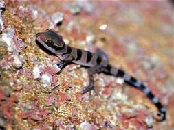 Image of Barking Gecko