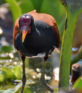 Imagem de Jacana jacana (Linnaeus 1766)