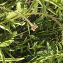 Image de Echinacea pallida (Nutt.) Nutt.
