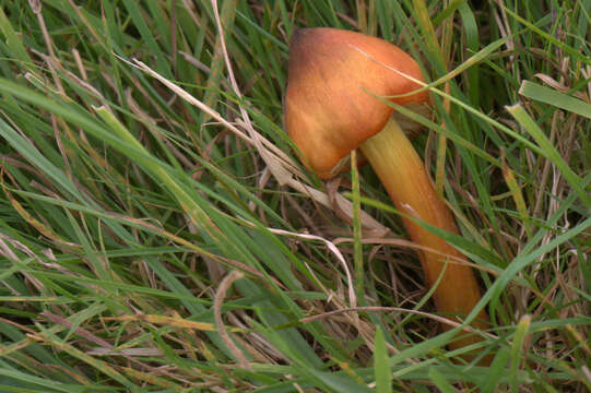 Image of Hygrocybe nigrescens (Quél.) Kühner 1926