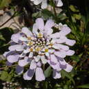 Image of Gibraltar candytuft