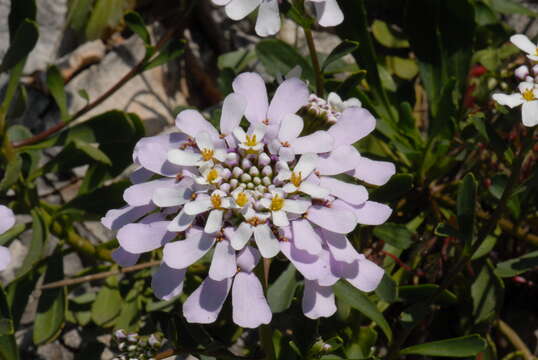 Image of candytuft