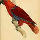 Image of Eclectus Parrot